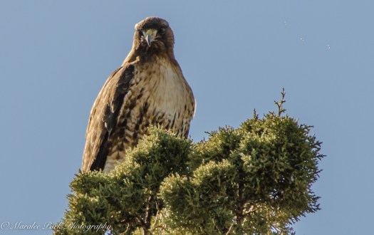 Birds-0028April 01, 2016