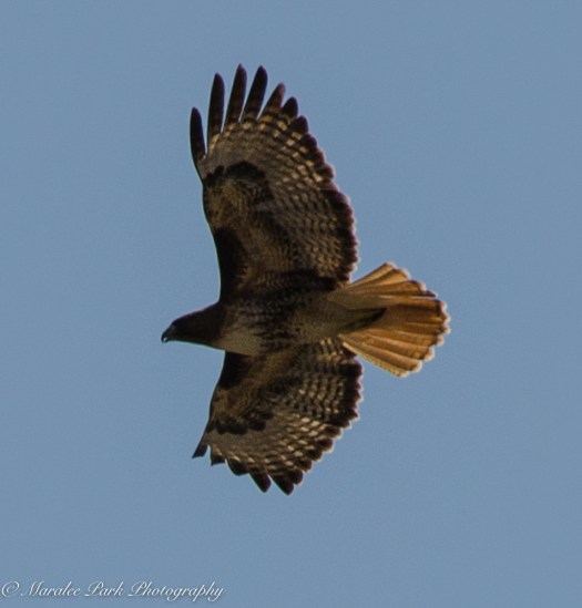 Birds-0036April 01, 2016