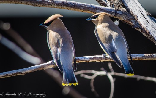 Birds-9984April 01, 2016