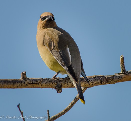 Birds-9991April 01, 2016