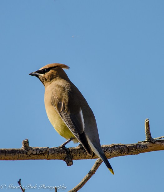 Birds-9997April 01, 2016