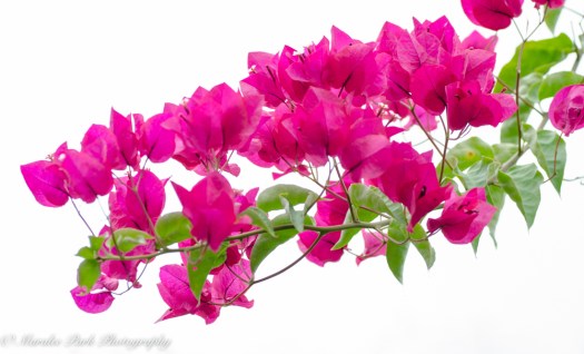 Bougainvillea