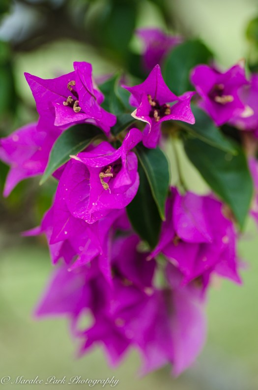 Bougainvillea