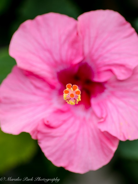 Hibiscus