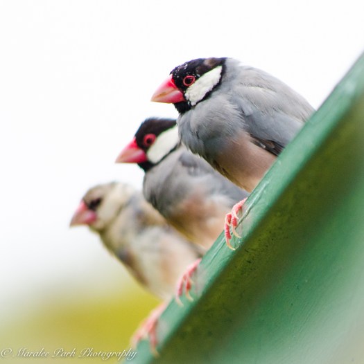 Hawaii-0104April 07, 2016