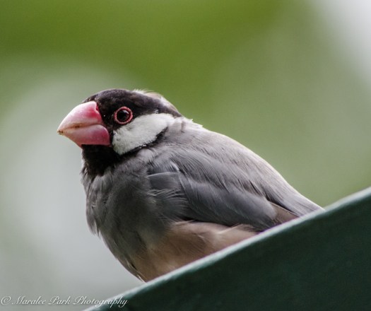 Hawaii-0117April 07, 2016