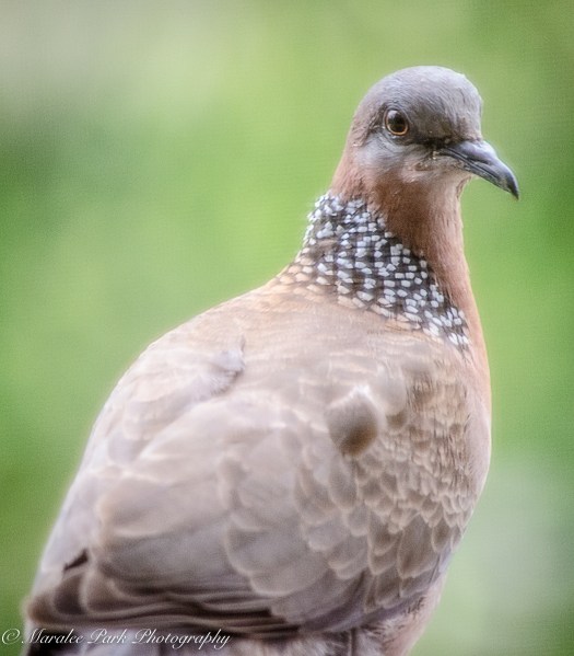 Hawaii-0177April 07, 2016