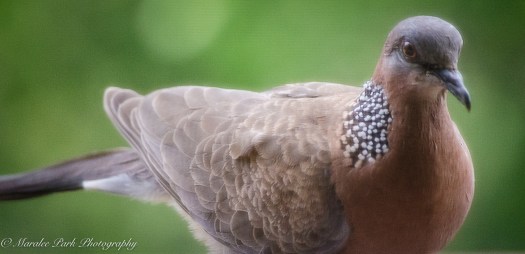 Hawaii-0180April 07, 2016