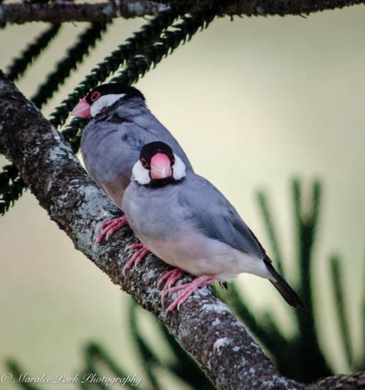 Hawaii-0275April 08, 2016