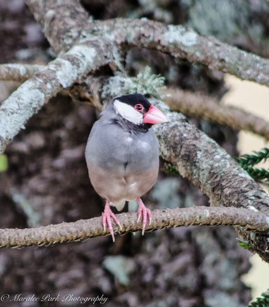 Hawaii-0284April 08, 2016