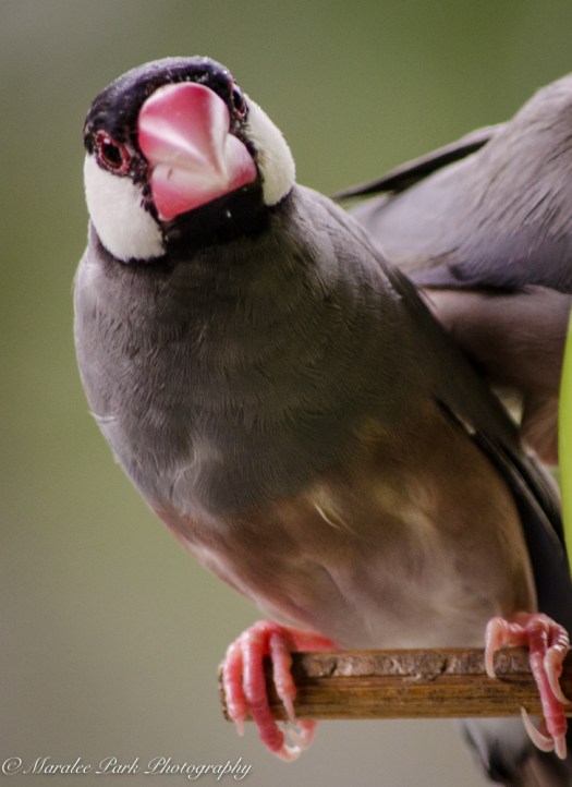 Hawaii-0312April 08, 2016