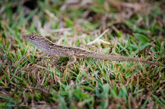 Hawaii-0330April 08, 2016