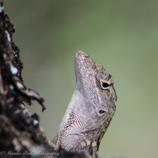 Hawaii-0334April 08, 2016