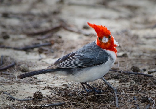 Hawaii-0469April 12, 2016