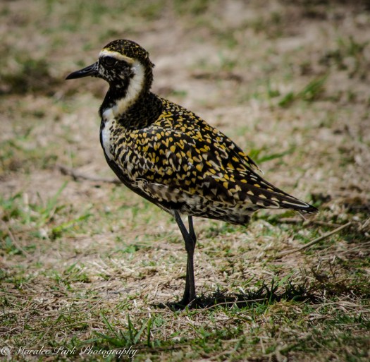 Hawaii-0483April 12, 2016