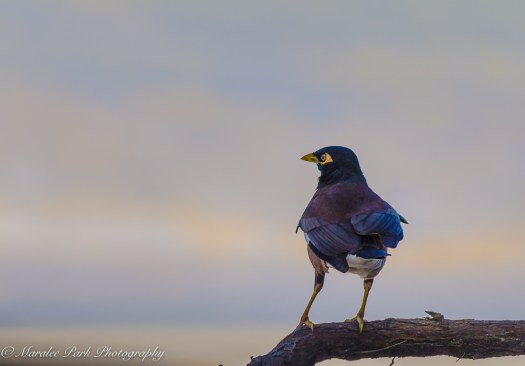 Hawaii-0521April 12, 2016