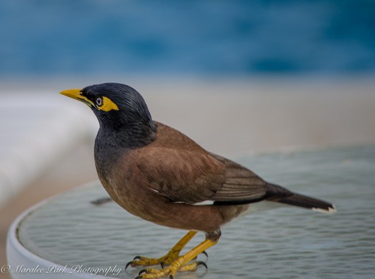 Hawaii-0526April 12, 2016