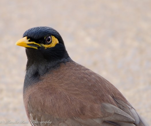 Hawaii-0527April 12, 2016