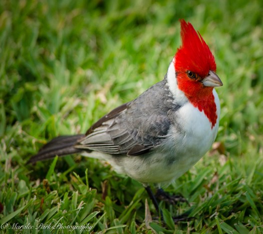 Hawaii-0583April 12, 2016