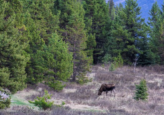 Canada2016-02980May 10, 2016