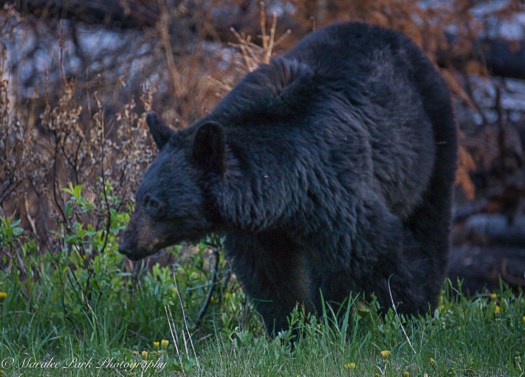 Canada2016-02993May 10, 2016