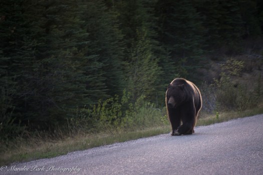 Canada2016-03004May 10, 2016