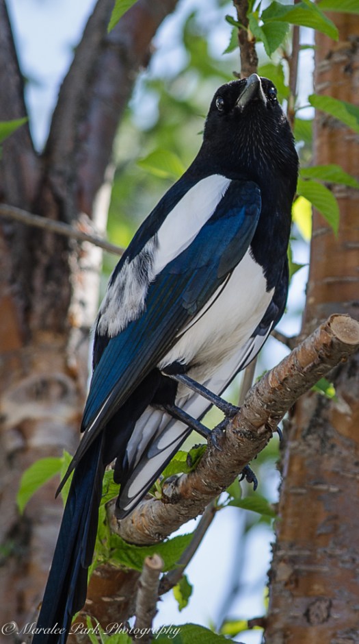 Magpie