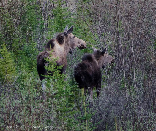 Canada2016-0615May 07, 2016