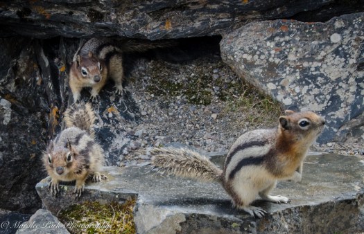 Canada2016-0763May 08, 2016