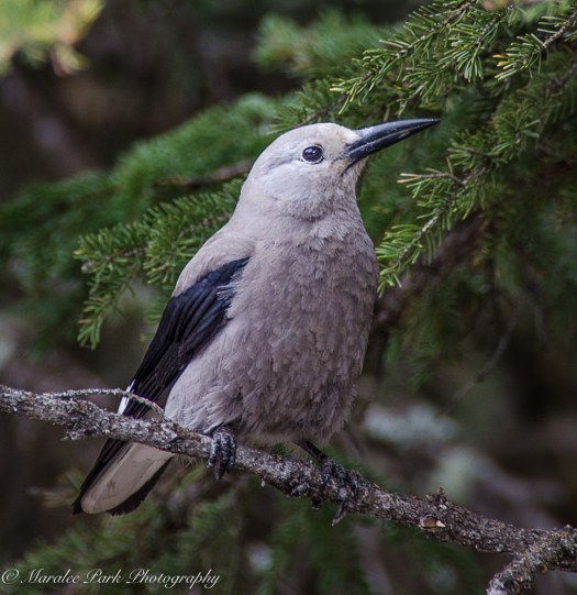 Clark's Nutcracker