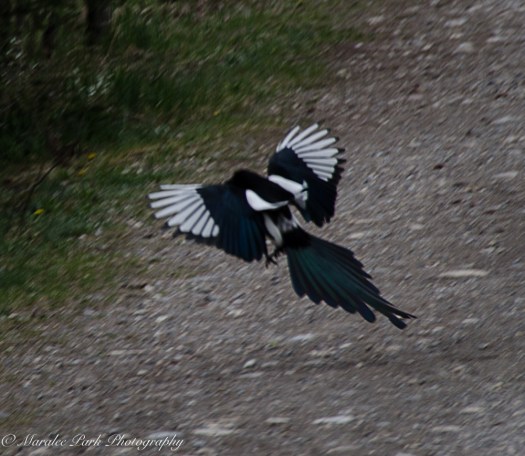 Magpie in Flight