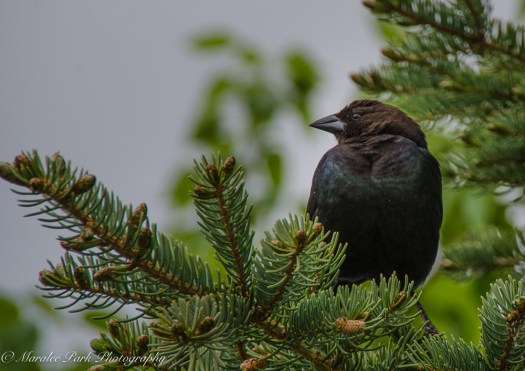 Brown Headed Cowbird . . . I think