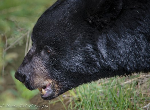 Canada2016-1214May 10, 2016