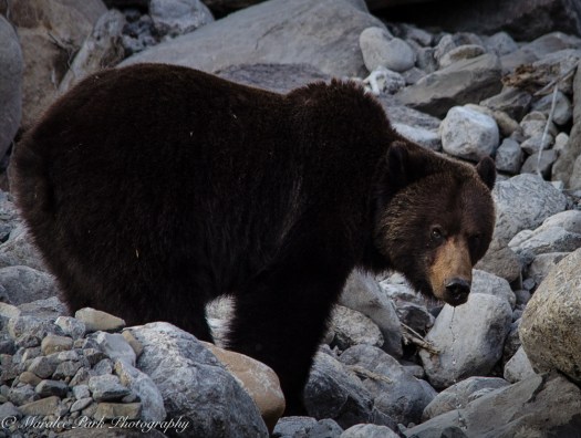 Canada2016-1299May 10, 2016