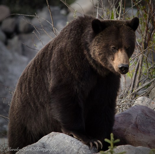 Canada2016-1319May 10, 2016