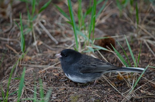 Dark-eyed Junco