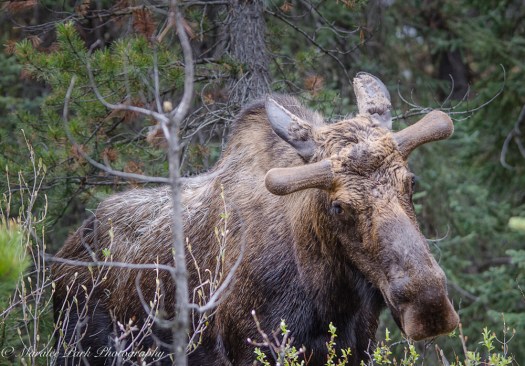Canada2016-1381May 12, 2016