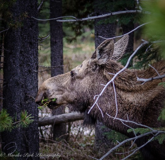 Canada2016-1399May 12, 2016