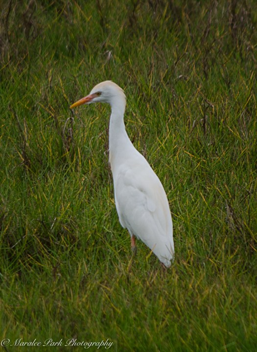 Hawaii-0256April 08, 2016