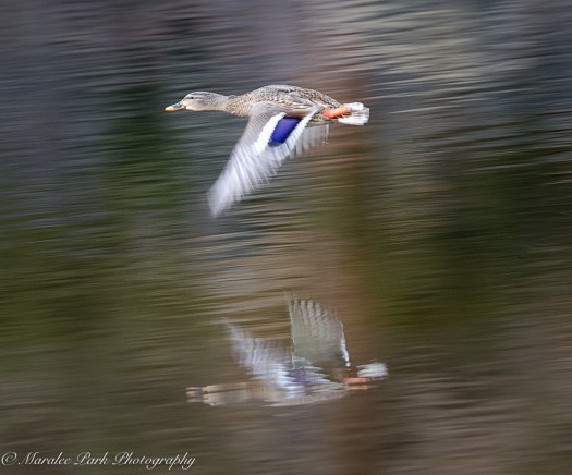 Birds-8851February 06, 2016