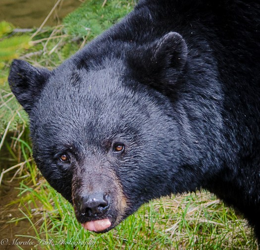 Black Bear