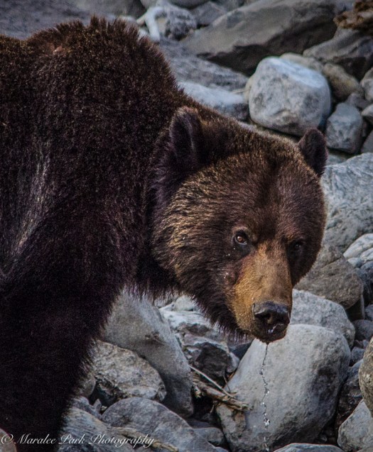 Grizzly