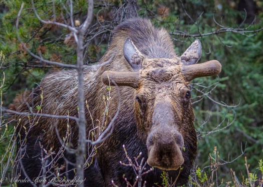 Moose