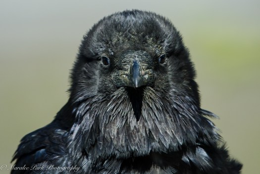 Raven