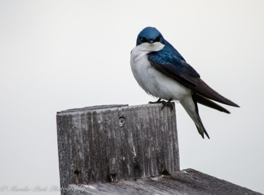 Canada2016-1514June 01, 2016