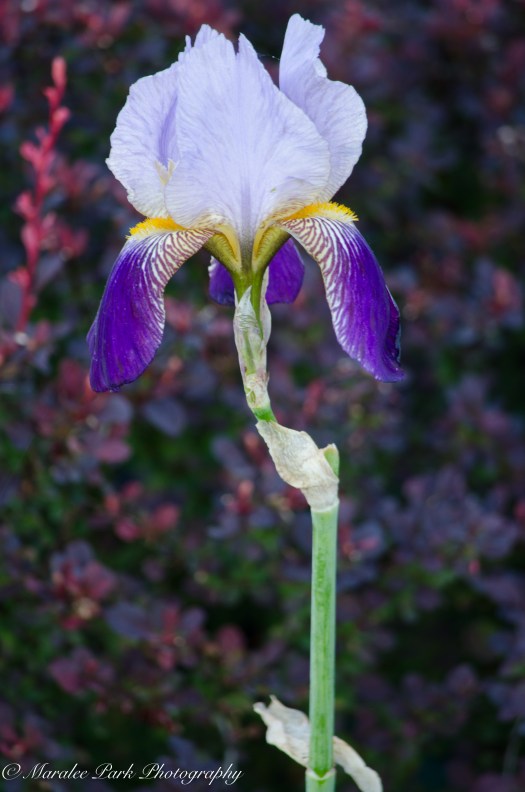 Canada2016-1560June 03, 2016