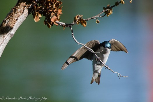 Canada2016-1563June 03, 2016