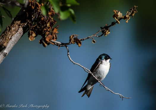 Canada2016-1571June 03, 2016