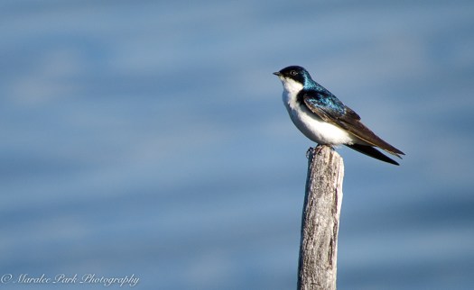 Canada2016-1605June 03, 2016