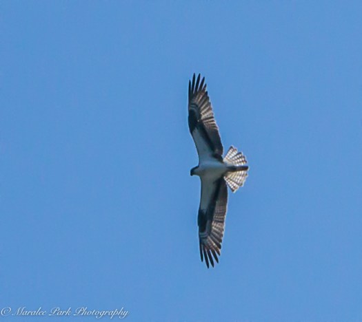 EpilepsyWalk-03602June 11, 2016